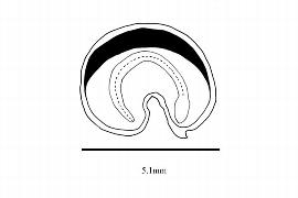   Embryo:   Cochlospermum vitifolium ; Illustration by K. Parker, Kirkbride et al. (2006)
