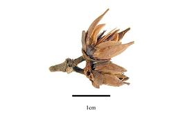   Fruit:     Bonnetia paniculata ; Photo by R. Gibbons, USDA APHIS PPQ, Kirkbride et al. (2006)
