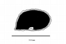   Embryo:   Dacryodes costata ; Illustration by K. Parker, Kirkbride et al. (2006)
