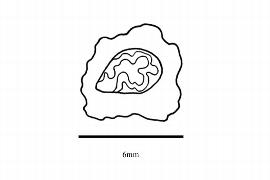   Embryo:   Garuga pinnata ; Illustration by K. Parker, Kirkbride et al. (2006)
