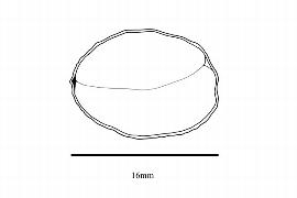   Embryo:   Haplolobus floribundus ; Illustration by K. Parker, Kirkbride et al. (2006)
