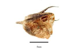   Fruit:   Roridula dentata ; Photo by R. Gibbons, USDA APHIS PPQ, Kirkbride et al. (2006)
