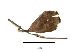   Fruit:   Calycanthus floridus ; Photo by R. Gibbons, USDA APHIS PPQ, Kirkbride et al. (2006)
