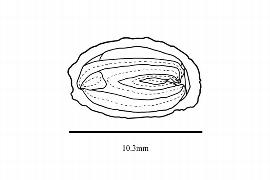   Embryo:   Calycanthus floridus ; Illustration by K. Parker, Kirkbride et al. (2006)
