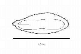   Embryo:   Boopis bupleuroides ; Illustration by K. Parker, Kirkbride et al. (2006)
