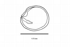   Embryo:   Canella winteriana ; Illustration by K. Parker, Kirkbride et al. (2006)
