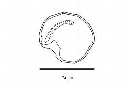   Embryo:   Capsicodendron dinisii ; Illustration by K. Parker, Kirkbride et al. (2006)
