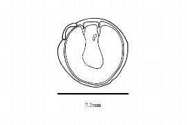   Embryo:   Canna indica ; Illustration by K. Parker, Kirkbride et al. (2006) 
