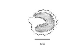   Embryo:   Cleome rutidosperma ; Illustration by K. Parker, Kirkbride et al. (2006)
