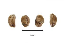   Seeds:   Lonicera acuminata ; Photo by R. Gibbons, USDA APHIS PPQ, Kirkbride et al. (2006)
