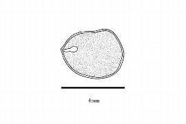   Embryo:     Lonicera tatarica ; Illustration by K. Parker, Kirkbride et al. (2006)
