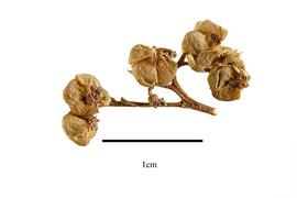   Fruit:   Carlemannia griffithii ; Photo by R. Gibbons, USDA APHIS PPQ, Kirkbride et al. (2006)
