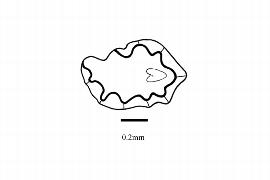   Embryo:   Carlemannia griffithii ; Illustration by K. Parker, Kirkbride et al. (2006)
