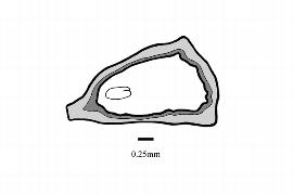   Embryo:   Silvianthus bracteatus ; Illustration by K. Parker, Kirkbride et al. (2006)
