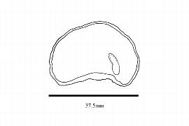   Embryo:   Caryocar nuciferum ; Illustration by K. Parker, Kirkbride et al. (2006)
