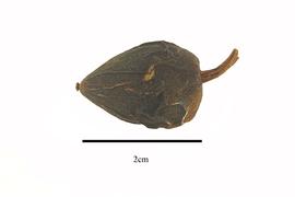   Fruit:   Pourouma cecropiifolia ; Photo by R. Gibbons, USDA APHIS PPQ, Kirkbride et al. (2006)
