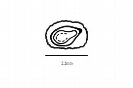   Embryo:   Cecropia palmata ; Illustration by K. Parker, Kirkbride et al. (2006)
