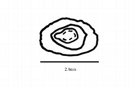   Embryo:   Musanga cecropioides ; Illustration by K. Parker, Kirkbride et al. (2006)
