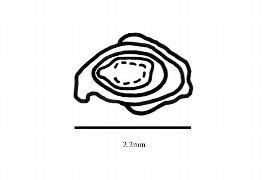   Embryo:   Poikilospermum diffusum ; Illustration by K. Parker, Kirkbride et al. (2006)
