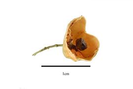   Fruit:   Celastrus scandens ; Photo by R. Gibbons, USDA APHIS PPQ, Kirkbride et al. (2006)
