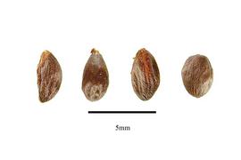   Seeds:   Euonymus americanus ; Photo by R. Gibbons, USDA APHIS PPQ, Kirkbride et al. (2006)
