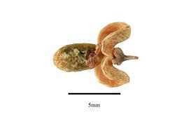   Fruit:   Maytenus boaria ; Photo by R. Gibbons, USDA APHIS PPQ, Kirkbride et al. (2006)
