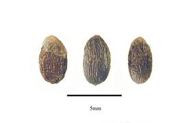   Seeds:   Maytenus boaria ; Photo by R. Gibbons, USDA APHIS PPQ, Kirkbride et al. (2006)
