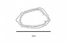   Embryo:   Brexia madagascariensis ; Illustration by K. Parker, Kirkbride et al. (2006)
