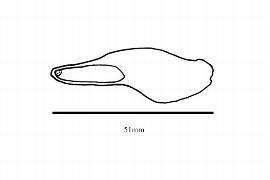   Embryo:   Hippocratea volubilis ; Illustration by K. Parker, Kirkbride et al. (2006)
