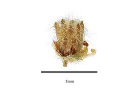  Fruit:  Cephalotus follicularis ; Photo by R. Gibbons, USDA APHIS PPQ, Kirkbride et al. (2006)
