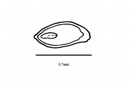  Embryo:  Cephalotus follicularis ; Illustration by K. Parker, Kirkbride et al. (2006)
