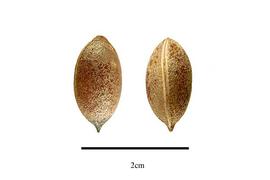   Fruit:   Cephalotaxus harringtonii ; Photo by R. Gibbons, USDA APHIS PPQ, Kirkbride et al. (2006)
