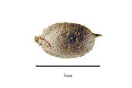  Fruit:  Ceratophyllum submersum ; Photo by R. Gibbons, USDA APHIS PPQ, Kirkbride et al. (2006)
