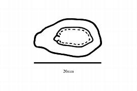  Embryo:  Grangeria borbonica ; Illustration by K. Parker, Kirkbride et al. (2006)
