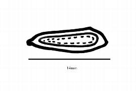  Embryo:  Hirtella triandra ; Illustration by K. Parker, Kirkbride et al. (2006)
