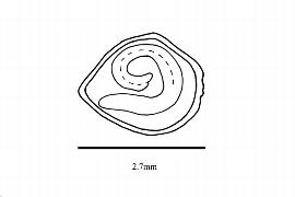  Embryo:  Fumana procumbens ; Illustration by K. Parker, Kirkbride et al. (2006)
