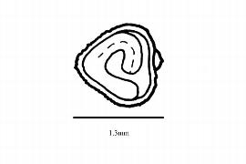  Embryo:  Helianthemum coulteri ; Illustration by K. Parker, Kirkbride et al. (2006)
