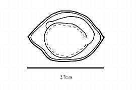  Embryo:  Helianthemum tomentosum ; Illustration by K. Parker, Kirkbride et al. (2006)
