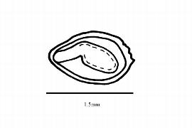  Embryo:  Lechea intermedia ; Illustration by K. Parker, Kirkbride et al. (2006)
