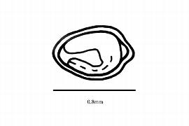  Embryo:  Tuberaria guttala ; Illustration by K. Parker, Kirkbride et al. (2006)
