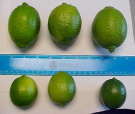   Fruits:   Citrus latifolia  (larger) and  Citrus aurantiifolia  (smaller); Photo by R. Young, USDA APHIS PPQ, imageID.idtools.org
