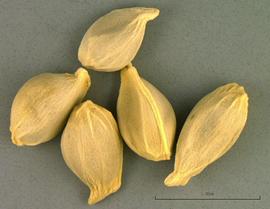   Seeds:   Citrus  sp.; Photo by B. Petty, USDA APHIS PPQ, imageID.idtools.org
