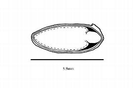  Embryo:  Clethra arborea ; Illustration by K. Parker, Kirkbride et al. (2006)
