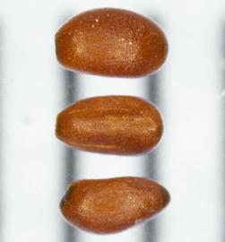   Seeds:   Codonopsis  sp.; Photo by N. Diaz, USDA APHIS PPQ, imageID.idtools.org
