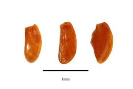  Seeds:  Columellia oblonga ; Photo by R. Gibbons, USDA APHIS PPQ, Kirkbride et al. (2006)
