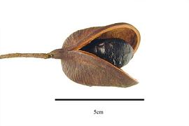  Fruit:  Connarus grandis ; Photo by R. Gibbons, USDA APHIS PPQ, Kirkbride et al. (2006)
