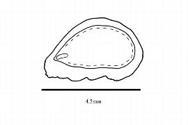  Embryo:    Coriaria myrtifolia ; Illustration by K. Parker, Kirkbride et al. (2006)
