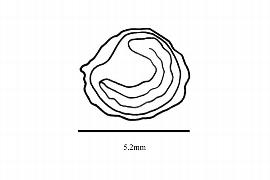  Embryo:  Torricellia angulata ; Illustration by K. Parker, Kirkbride et al. (2006)
