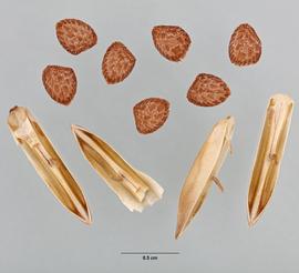 Gallery | Fruit and Seed Family ID