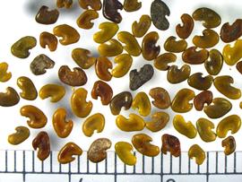   Seeds:   Crotalaria  sp., hilar notches visible; Photo by K.E. Clancy, USDA APHIS PPQ, imageID.idtools.org
